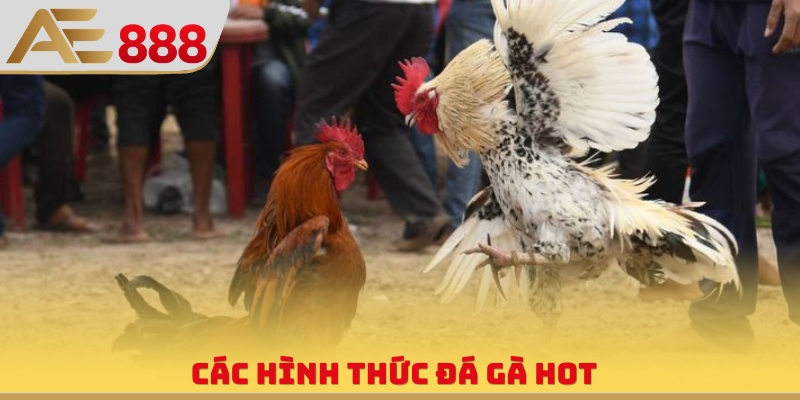 Các hình thức đá gà hot