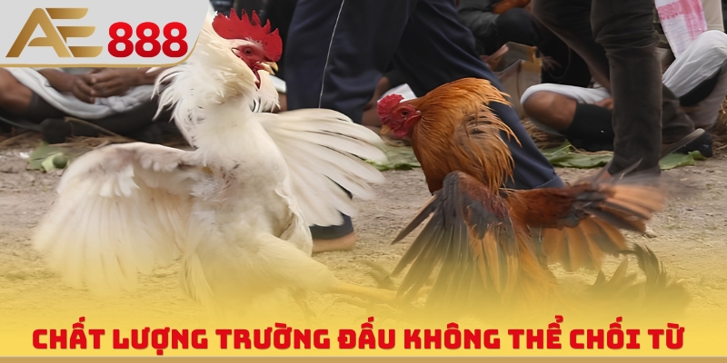 Chất lượng trường đấu không thể chối từ