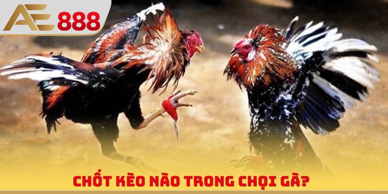 Chốt kèo nào trong chọi gà?