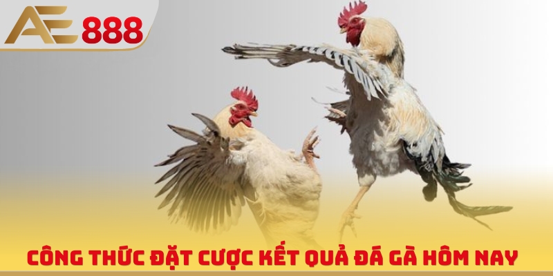 Công thức đặt cược kết quả đá gà hôm nay