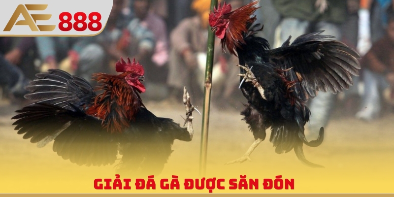 Giải đá gà được săn đón