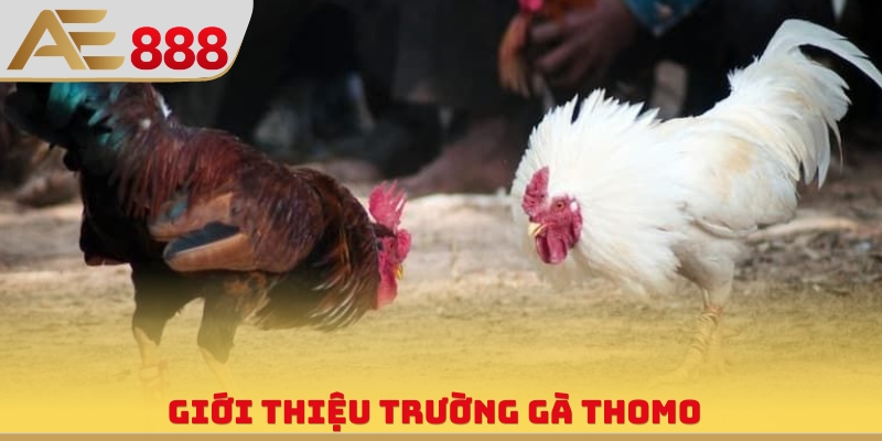 Giới thiệu trường gà Thomo