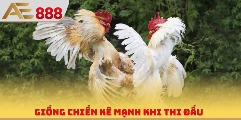 Giống chiến kê mạnh khi thi đấu