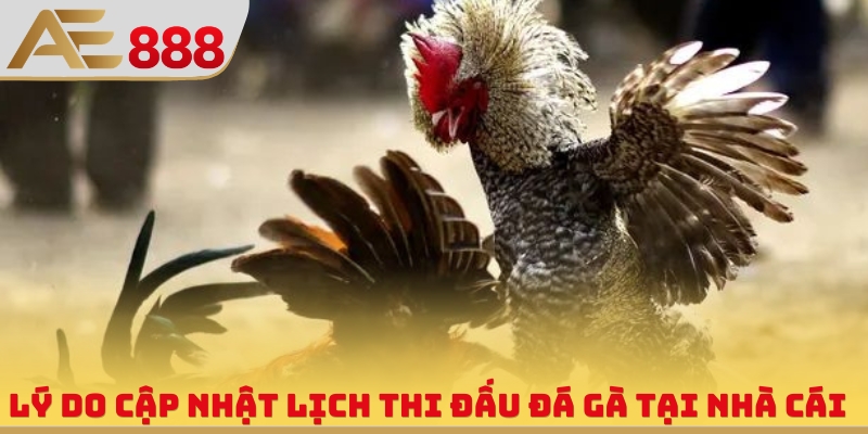 Lý do cập nhật lịch thi đấu đá gà tại nhà cái