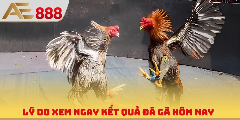 Lý do xem ngay kết quả đá gà hôm nay