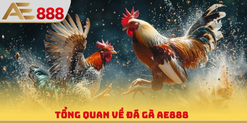 Tổng quan về đá gà AE888