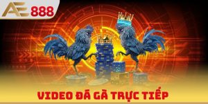 Video Đá Gà Trực Tiếp