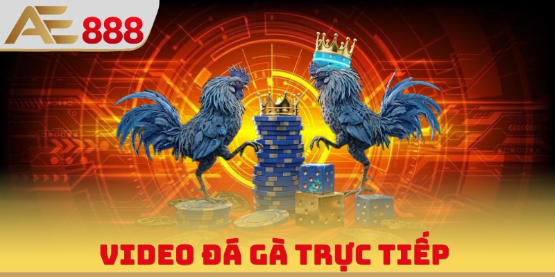 Video Đá Gà Trực Tiếp