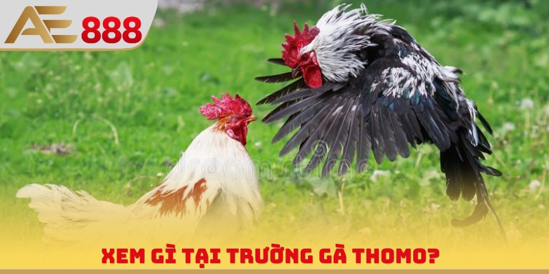 Xem gì tại trường gà Thomo?