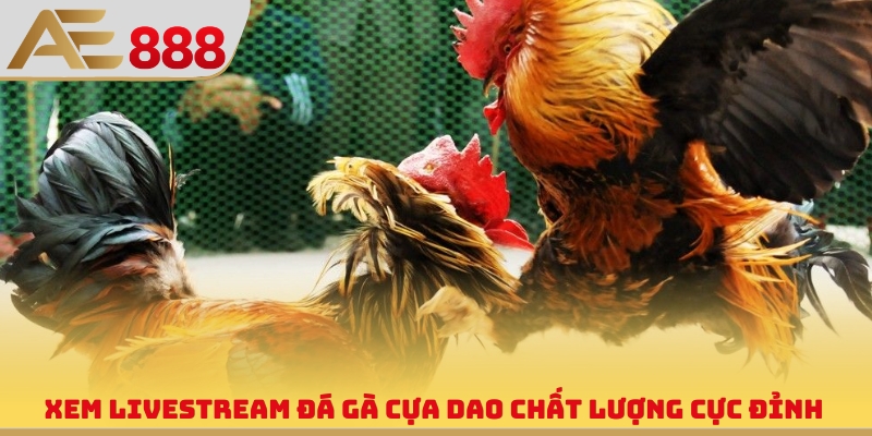 Xem livestream đá gà cựa dao chất lượng cực đỉnh