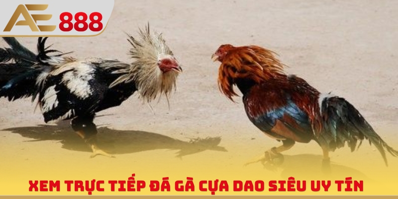 Xem trực tiếp đá gà cựa dao siêu uy tín